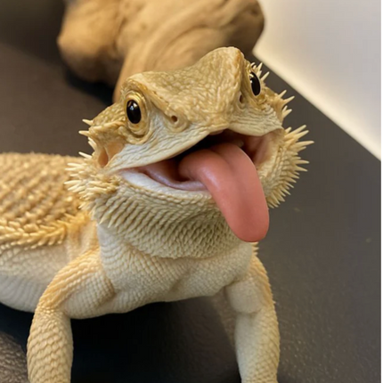 Collection image for: For Reptiles