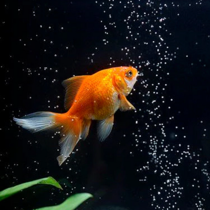 Collection image for: For Fish