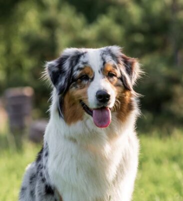 Collection image for: Large Breed Dogs