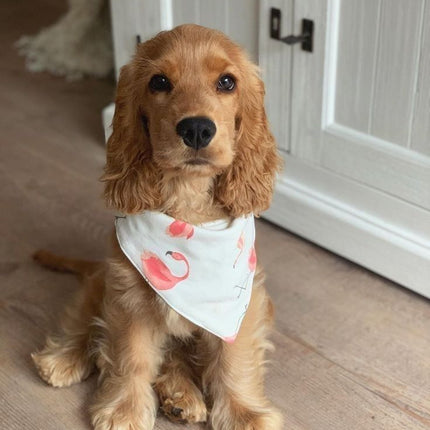 Collection image for: Puppy Care