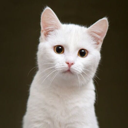 Collection image for: Cat Essentials