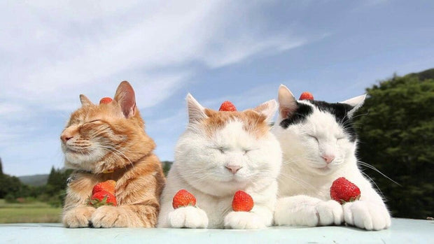 <h3><strong>More energy. Better mood. Healthier life.</strong></h3>